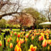 St. Stephen's Green Dublin in spring